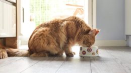 Yetişkin Kedilerde Beslenme Nasıl Olmalı?