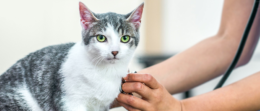 Kedilerde Karın Ağrısı: Neden Olabilecek Durumlar