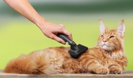 Kediler İçin Furminator Tüy Alıcı Tarak