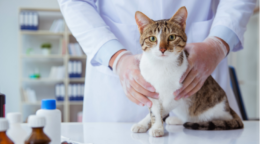 Kedi Veteriner Kontrolü: Veterinere Ne Sıklıkla Gidilir