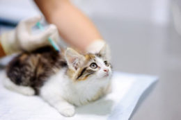 Kedilerde Karma Aşının Önemi Nedir?