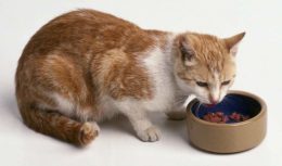 Kedim Hızlı Mama Yiyor Nasıl Engelleyebilirim?
