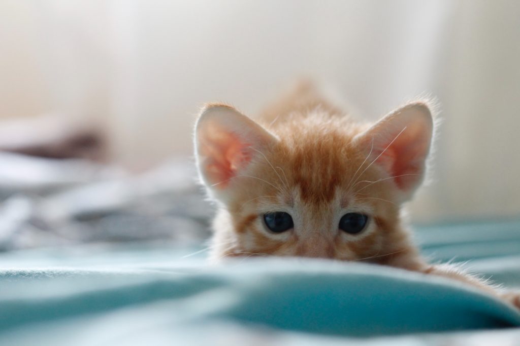Yavru Kediler Neden Sürekli Miyavlar