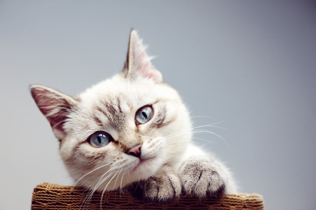 Yavru Kediler Neden Sürekli Miyavlar