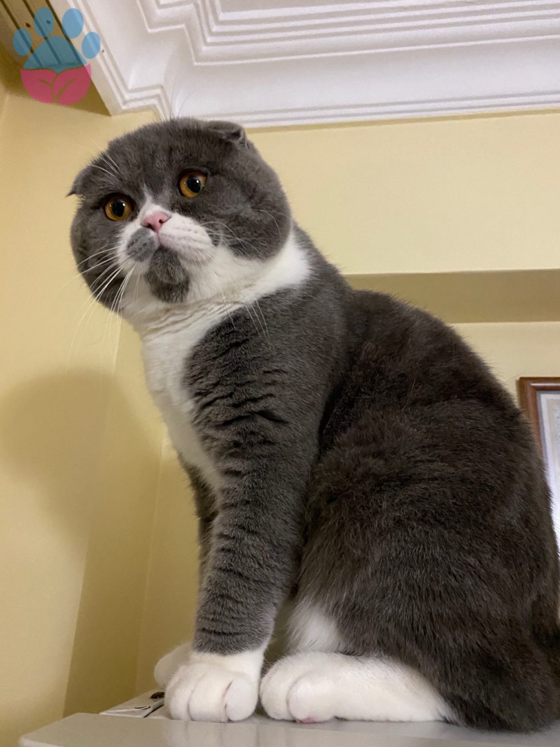 Gerçek Scottish Fold Renkleri Nelerdir?