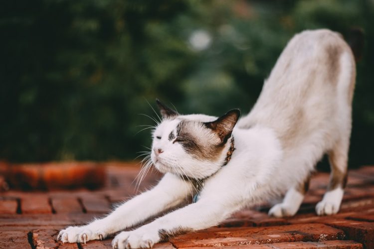 Kediler Horlar mı? Kedi Horlamasının Nedenleri