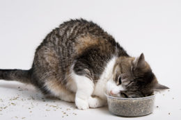 Kedilerde İştahsızlık Nedenleri ve Tedavisi