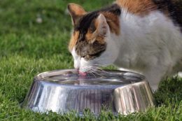 Kedim Çok Su İçiyor? Kedilerin Çok Su İçmesinin Nedenleri