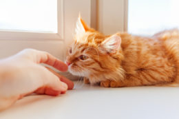 Kedilerde Burun Akıntısı: Kedilerin Burnu Neden Akar?