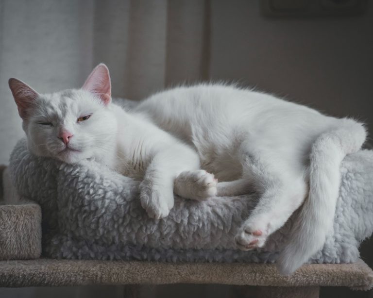 Kediler Horlar mı? Kedi Horlamasının Nedenleri