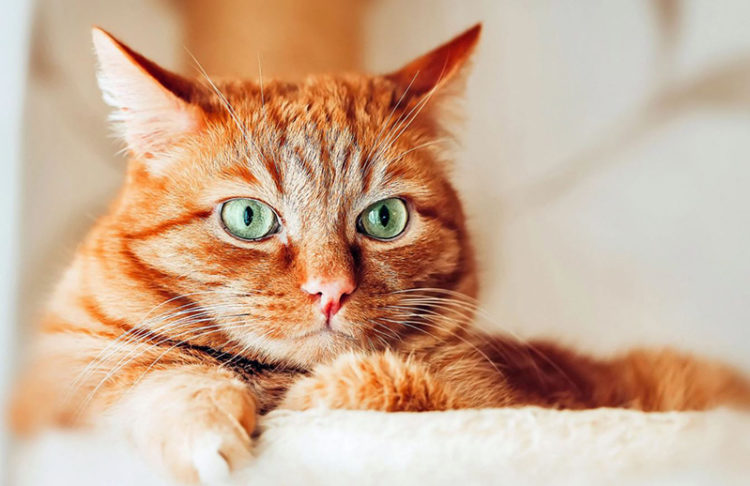 Sarman Kedi Özellikleri Hangi Kediler Sarman Adını Alır?