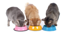 Kedilerde Kilo Problemi: Kilolu Kedilerin Beslenmesi