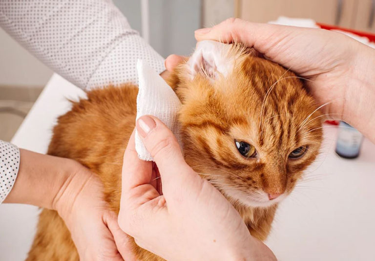 Kedilerde kulak Temizliği ve Bakımı Nasıl Yapılır?
