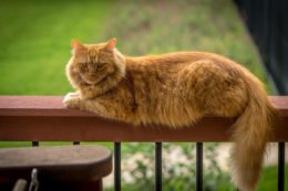Sarman Kedi Özellikleri: Hangi Kediler Sarman Adını Alır?
