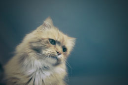 Kedi Hastalıkları: Kedilerde En Sık Görülen Hastalıklar