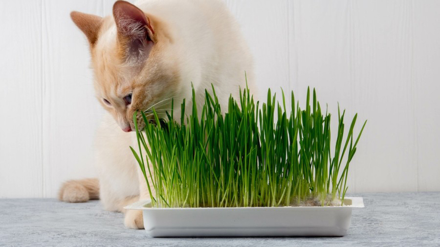 kedi çimi ile normal çim arasındaki fark
