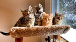 Kedilerde Doğum Süreci: Adım Adım Kedi Doğumu