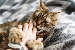 Kedi Tırmığı Hastalığı Nedir – Tedavisi Var mı?