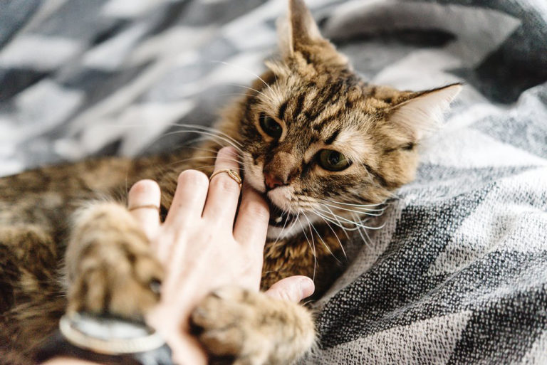 Kedi Tırmığı Hastalığı Nedir Tedavisi Var mı?