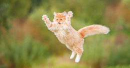 Kediler Kaç Metre Zıplar?