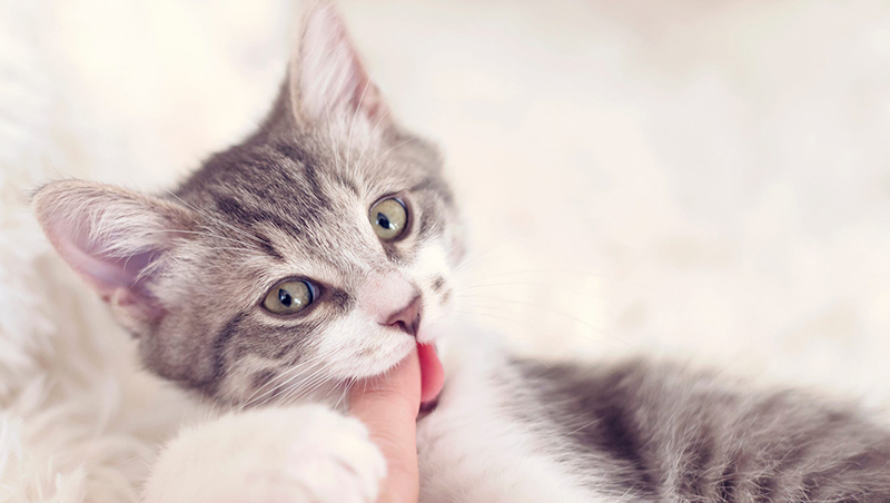 kedi isirmasi onleme yollari kediler neden isirir kedibilgi com