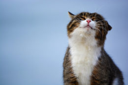 Kedilerde Mutluluk Belirtileri: Kediniz Mutlu mu?