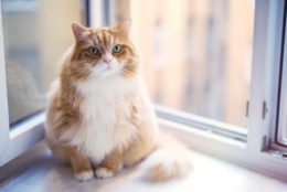 Kedilerde Obezite Nedenleri ve Önleme Yolları