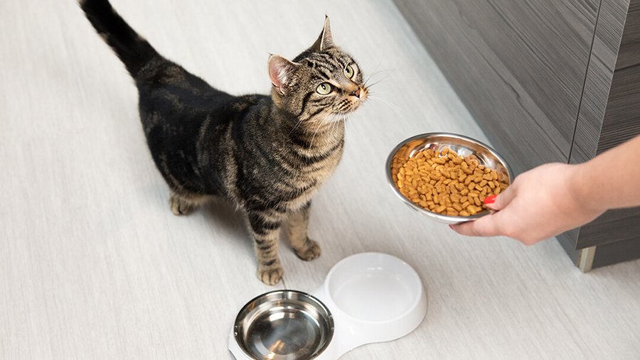 Kedi Diyeti Nas l Yap l r Kedi Zay flatma Teknikleri KediBilgi