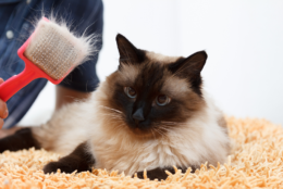 Kedilerde Aşırı Tüy Dökme Nedenleri