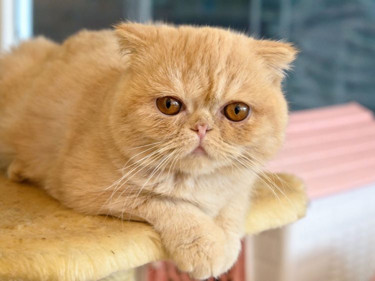 Exotic Shorthair Kedi Irkı Özellikleri Ve Bakımı