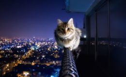 Kedilerin Yükseğe Çıkması: Yüksek Yerleri Neden Sever?