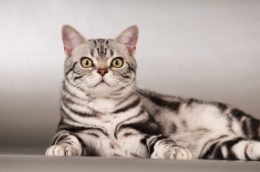 American Shorthair Kedi Özellikleri Ve Bakımı