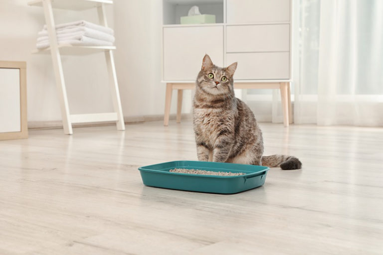 Kedi Tuvalet Kokusu Önleme Yolları