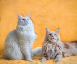 Kedilerde Yaşlılık:Sık Görülen Yaşlılık Belirtileri