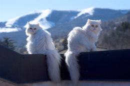 Beyaz Kedi Irkları, Kedi Cinsleri Ve Özellikleri
