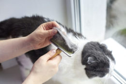 Kedi Tüyü Temizleme: Kedi Tüylerinden Kurtulma Yolları