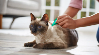 Kedi Korkusu Nasil Gecer Ve Neden Olur Kedibilgi Com