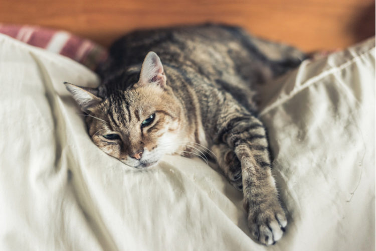 Yaşlı Kedi Hastalıkları Kedilerde Sık Görülen Hastalıklar
