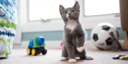 Evde Kedi Beslemek Faydaları: Evde Kedi Nasıl Bakılır