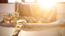 Kedilerde Sıcak Çarpması: Yaz Ayında Kedi Bakımı