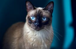 Karanlıkta Kedilerin Gözleri Parlaması Nasıl Olur?