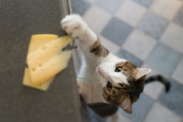 Kediler Peynir Yer mi? Kediler Peynir Yerse Ne Olur?