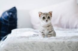 Yavru Kedi Bakımı: Yavru Kediye Nasıl Bakılır
