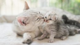 Evde Kedi Doğumu Yapılışı: Kedi Doğum Anı