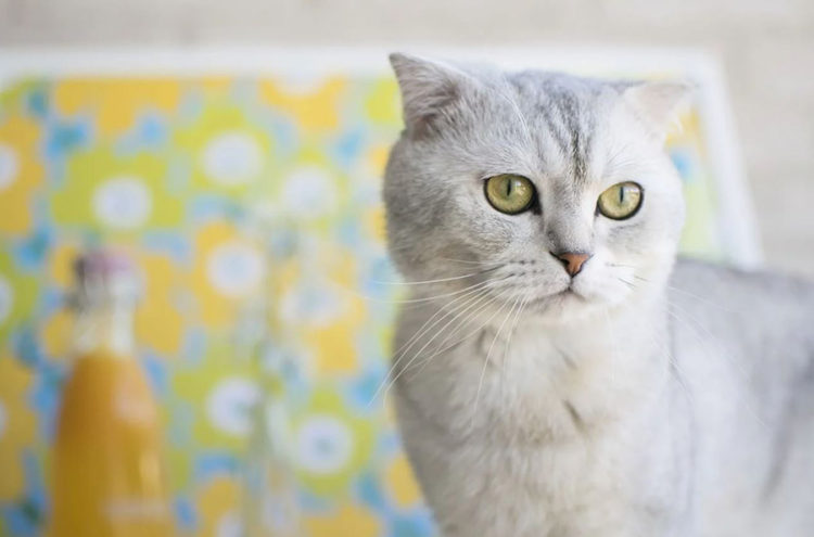 Scottish Fold simleri Scottish Fold Kedi sim nerileri KediBilgi