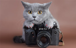 British Shorthair Kedi İsimleri: Dişi ve Erkek Kedi İsimleri