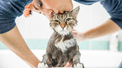 Kedi Korkusu Nasil Gecer Ve Neden Olur Kedibilgi Com