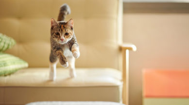 Kedilerin Sevmedigi Kokular Nelerdir Kedibilgi Com Kedilerin Sevmedigi Kokular Nelerdir Kedibilgi Com