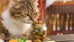 Kedilerin Zeytin Yemesi: Zeytin Kediler için Zararlı mıdır?