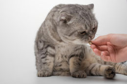 Kedilerde Probiyotik Kullanımı Dikkat Etmeniz Gerekenler